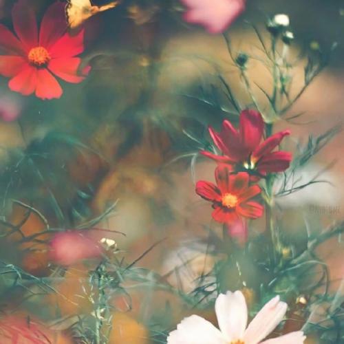 邵帅 - 你是人间四月天 (DJ啊祥 FunkyHouse Mix 2023)